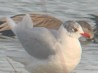 Mediterranean Gull, Beddington Farmlands (J Pettit).