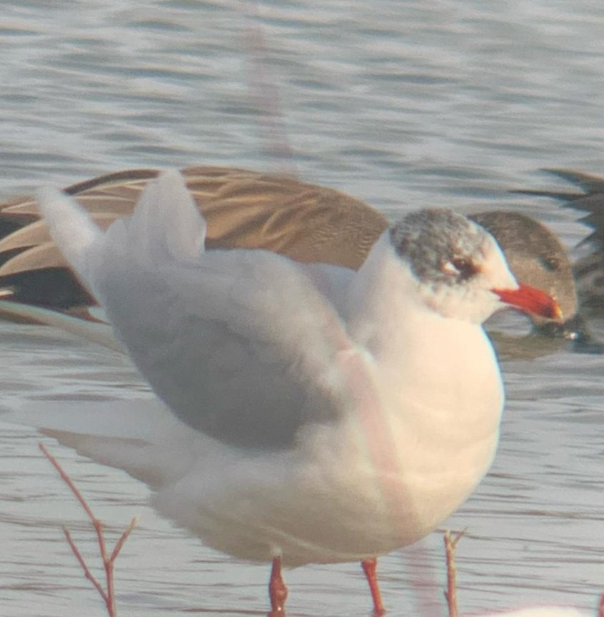 Mediterranean Gull, Beddington Farmlands (J Pettit).
