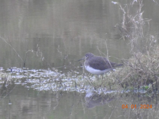 Green Sandpiper, Beddington Farmlands (D Warren).