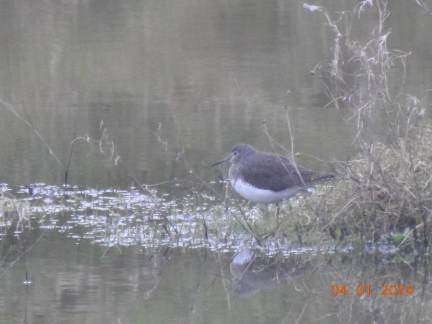 Green Sandpiper, Beddington Farmlands (D Warren).