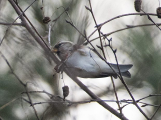 Mealy Redpoll, Chiddingfold Forest (E Stubbs).
