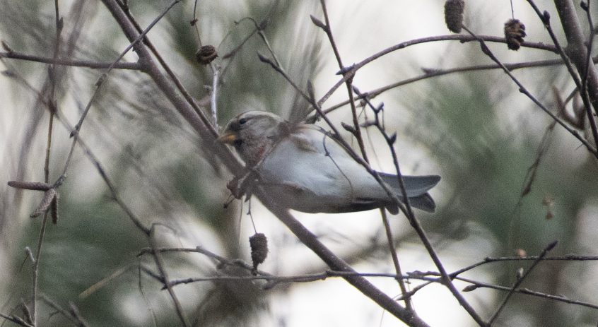Mealy Redpoll, Chiddingfold Forest (E Stubbs).
