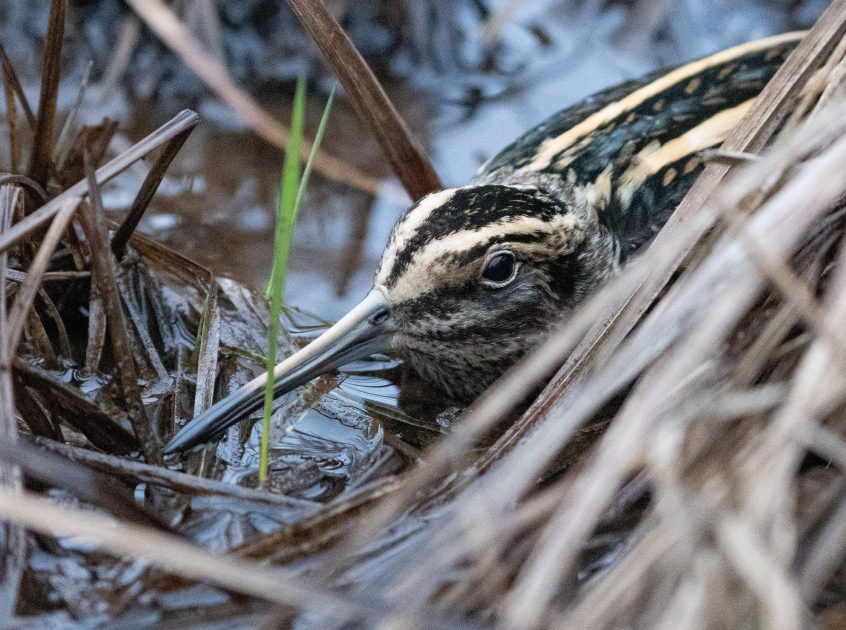 Jack Snipe, Lammas Lands (E Stubbs).
