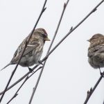 Mealy Redpoll (left), The Hurtwood (E Stubbs).