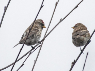 Mealy Redpoll (left), The Hurtwood (E Stubbs).