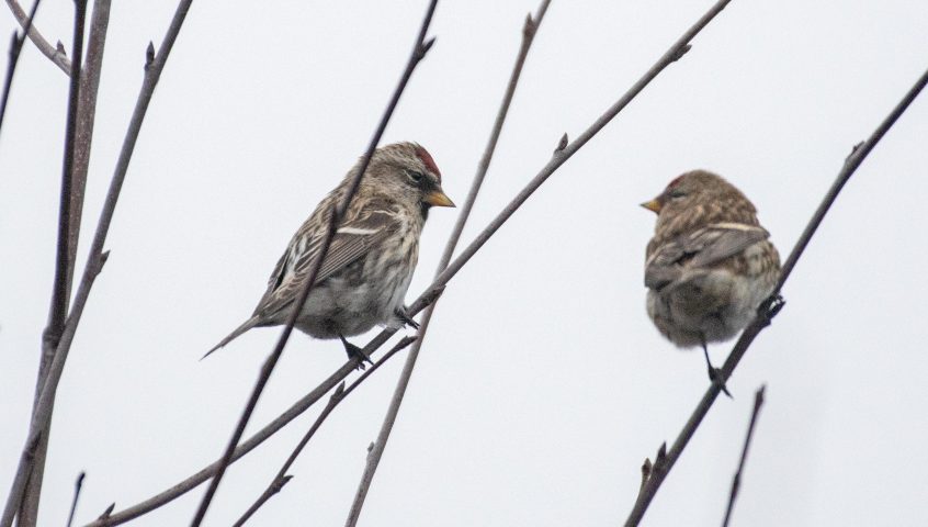 Mealy Redpoll (left), The Hurtwood (E Stubbs).
