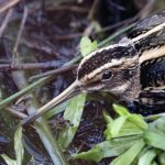 Jack Snipe, Shalford Water Meadows (E Stubbs).