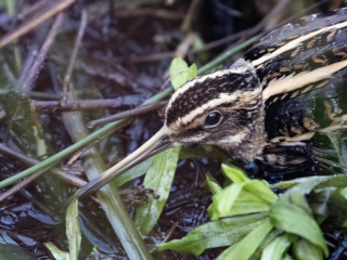 Jack Snipe, Shalford Water Meadows (E Stubbs).