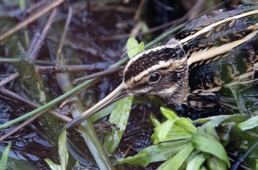 Jack Snipe, Shalford Water Meadows (E Stubbs).