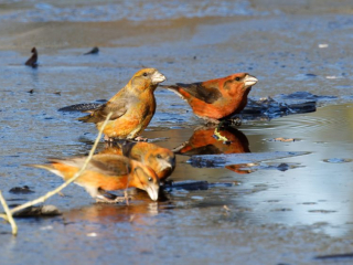 Crossbills, Hankley Common (S Harley).
