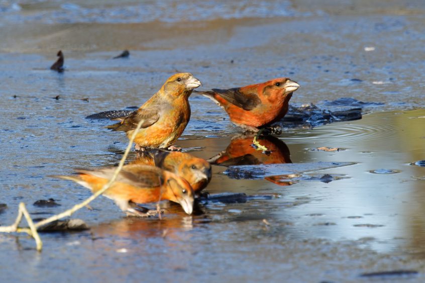 Crossbills, Hankley Common (S Harley).