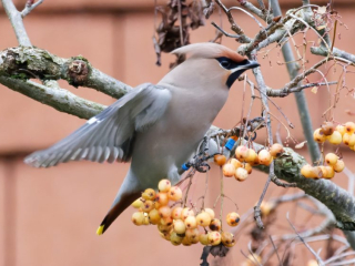 Waxwing, West End (S Harley).
