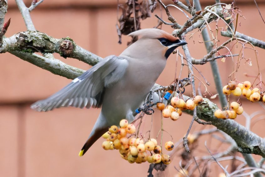 Waxwing, West End (S Harley).