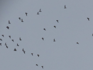 Golden Plovers, Burgh Heath (I Ward).