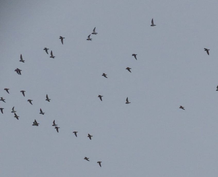 Golden Plovers, Burgh Heath (I Ward).