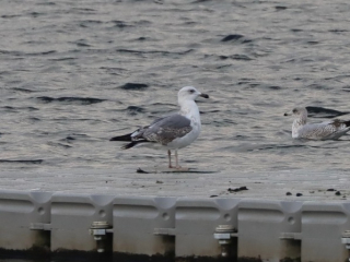 Yellow-legged Gull, Mercers CP (G Hay).