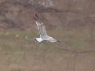 Yellow-legged Gull, Holmethorpe SP (G Hay).