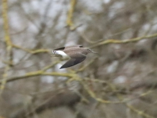 Green Sandpiper, Holmethorpe SP (G Hay).