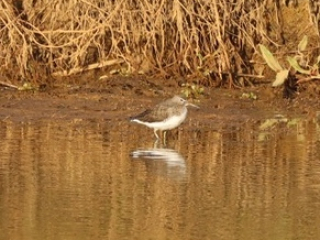 Green Sandpiper, Holmethorpe SP (G Hay).
