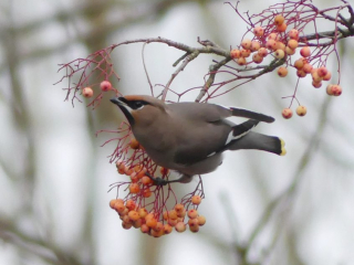 Waxwing, East Horsley (C Kemp).