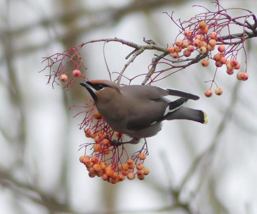 Waxwing, East Horsley (C Kemp).