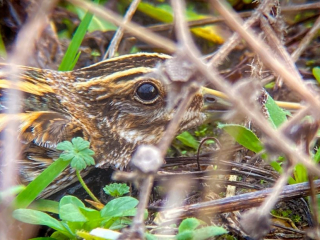 Jack Snipe, Beddington Farmlands (D Bulling).