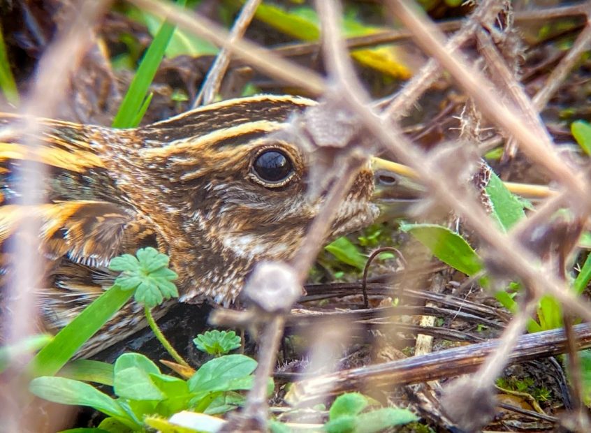 Jack Snipe, Beddington Farmlands (D Bulling).