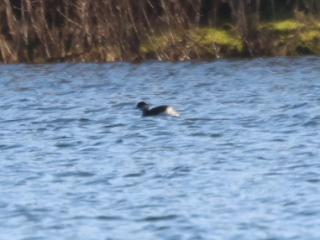 Black-necked Grebe, Tice's Meadow (A Bird).