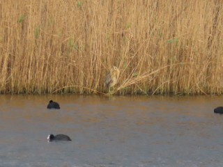 Bittern, London Wetland Centre (M Murphy).