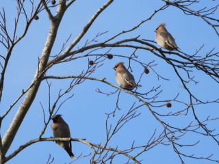 Waxwings, Ashtead (J Snell).