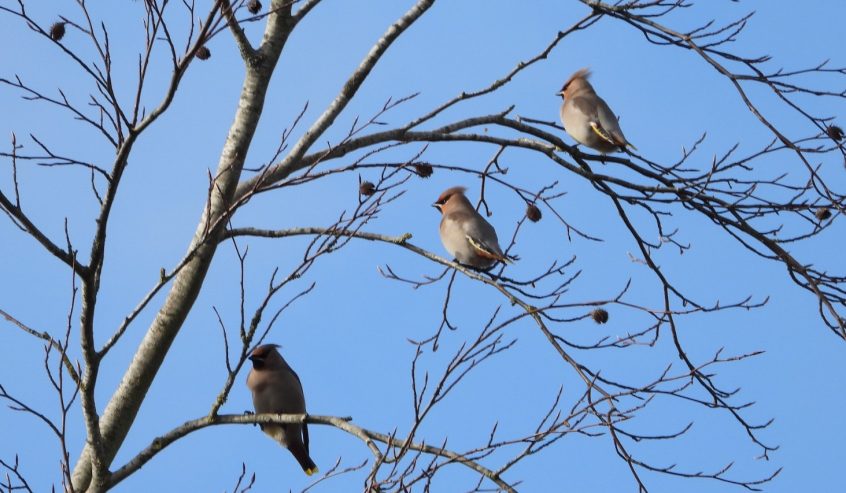 Waxwings, Ashtead (J Snell).