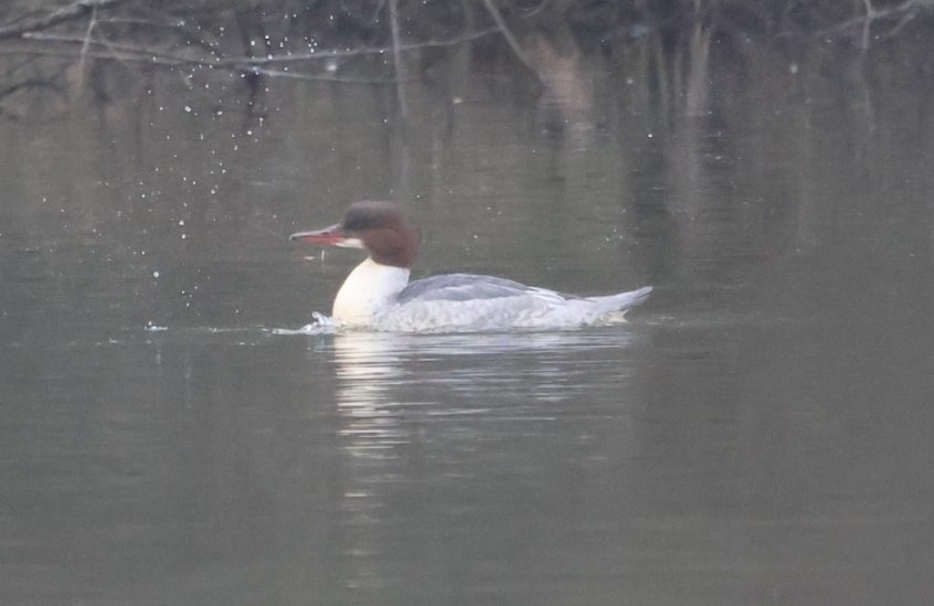 Goosander, Cutt Mill Ponds (A Bird).