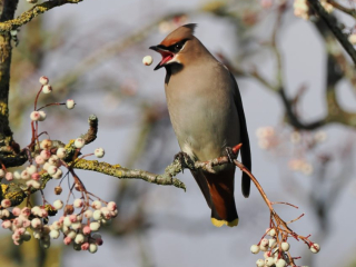 Waxwing, Farnham (S Allen).