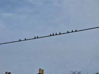 Waxwings, West End (S Harley).
