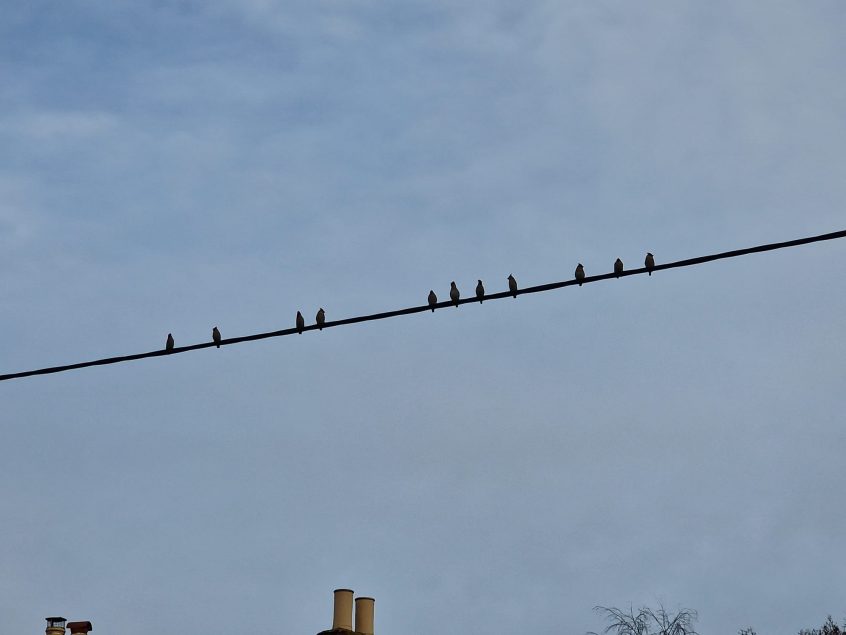 Waxwings, West End (S Harley).