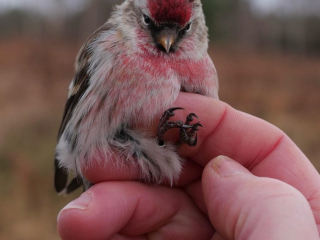 Mealy Redpoll, Chobham Common (S Musievski).