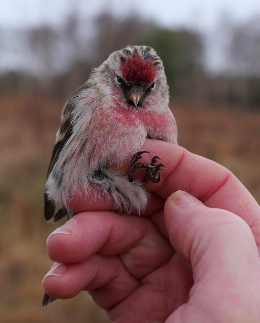 Mealy Redpoll, Chobham Common (S Musievski).