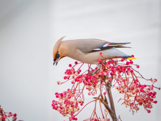 Waxwing, Balham (C Conroy).
