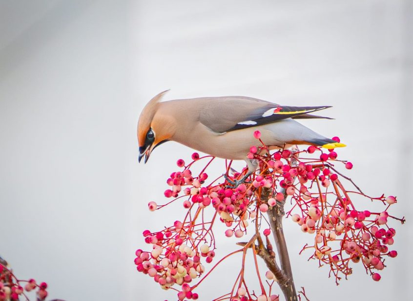 Waxwing, Balham (C Conroy).