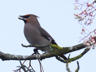 Waxwing, Farnham (D Dimmock).