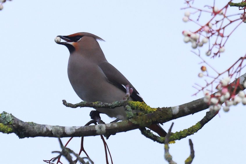 Waxwing, Farnham (D Dimmock).