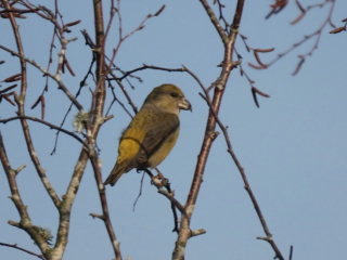 Crossbill, Crooksbury Common (M Fincham).