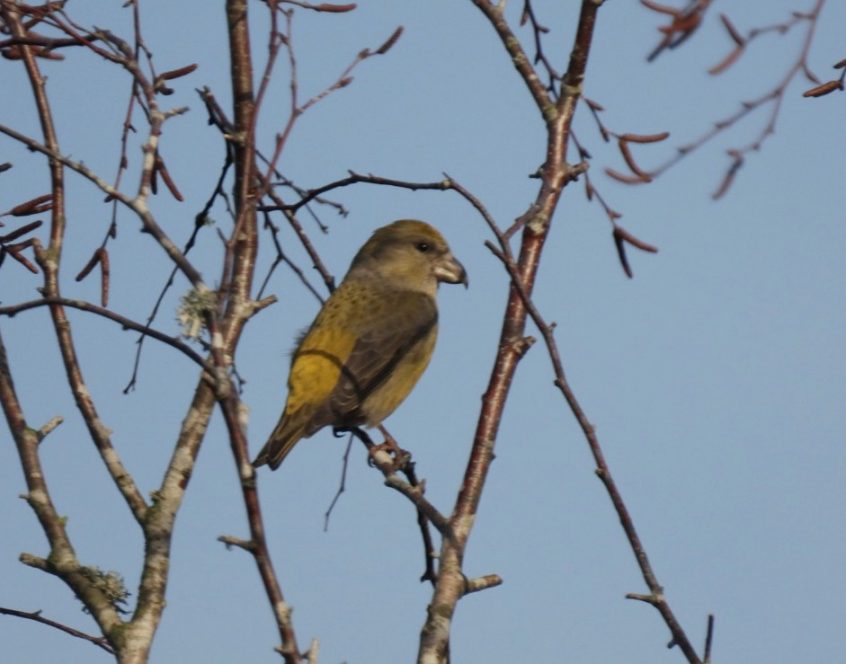 Crossbill, Crooksbury Common (M Fincham).
