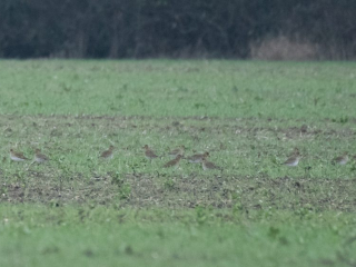 Golden Plovers, Malden Rushett (I Rowe).