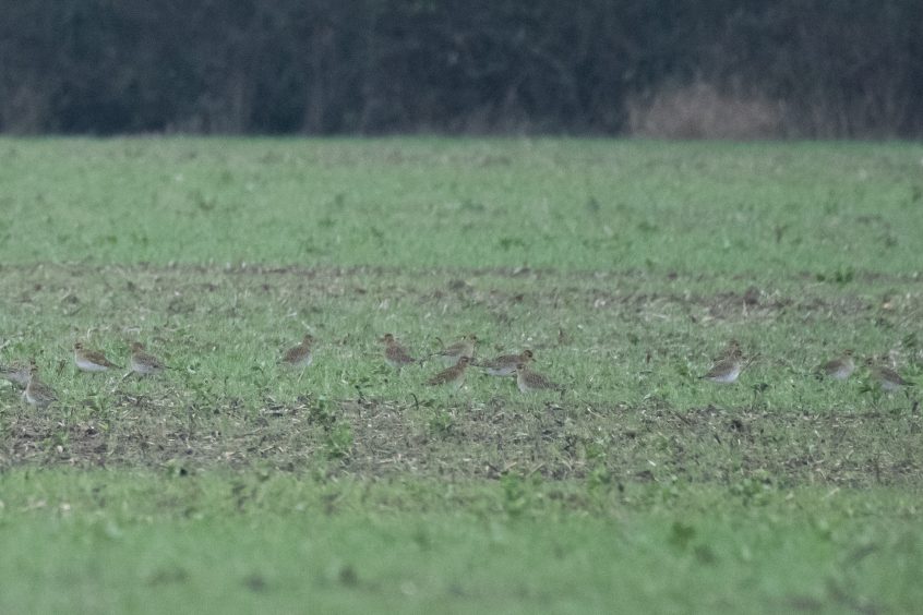 Golden Plovers, Malden Rushett (I Rowe).