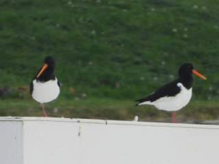 Oystercatchers, Thorpe Park (J Snell).