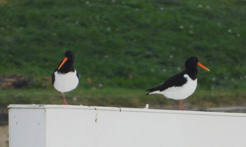 Oystercatchers, Thorpe Park (J Snell).