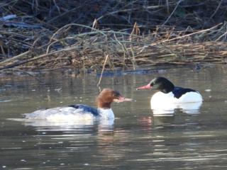 Goosander, Leatherhead (J Snell).