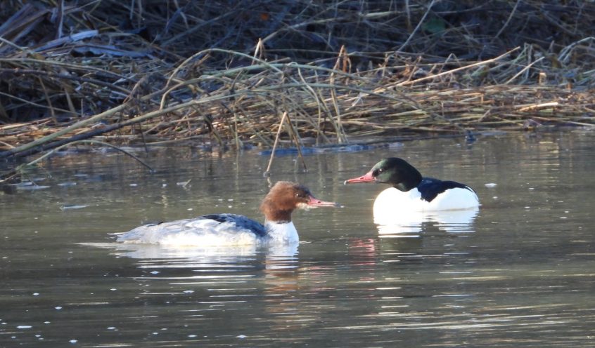 Goosander, Leatherhead (J Snell).