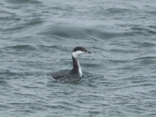 Slavonian Grebe, Island Barn Reservoir (D Harris).